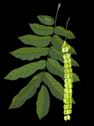 Caucasian-wingnut