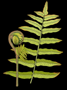 Fern