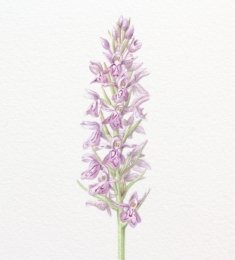Common-spotted-1