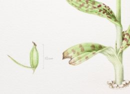 Common-spotted-2