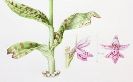 Common-spotted-3