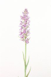 Common-spotted-5