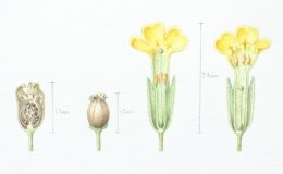 Cowslip-1