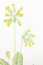 Cowslip-2