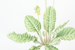 Cowslip-3
