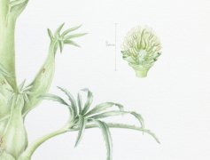 Stinking-hellebore-1