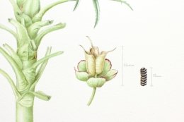 Stinking-hellebore-2