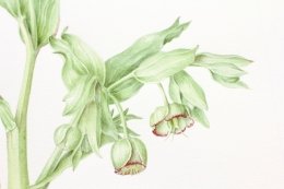 Stinking-hellebore-3