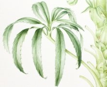 Stinking-hellebore-5