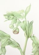 Stinking-hellebore-6