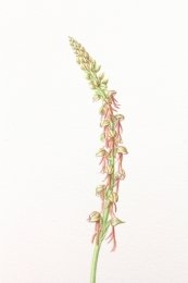 Man-orchid-1