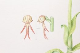 Man-orchid-2