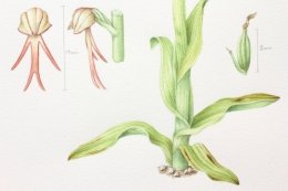 Man-orchid-3