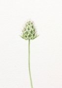 Scabious-1