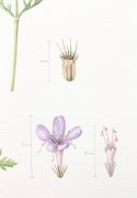 Scabious-2