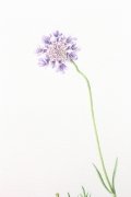 Scabious-4