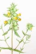 Yellow-rattle-1