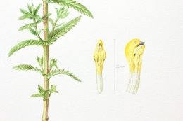 Yellow-rattle-3