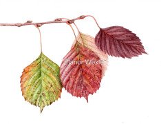 1_Euptelea-pleiosperma_EWexler