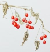 Black-bryony-detail