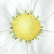 Chrysamthemum-centre1