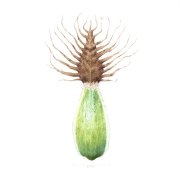 Common Knapweed Bract