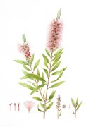 EW_Bottlebrush2