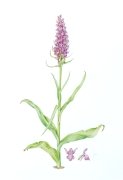 Southern Marsh Orchid