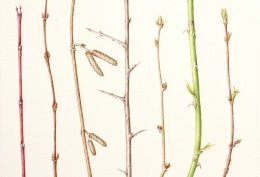 Winter-Twigs-Final-Painting-cropped