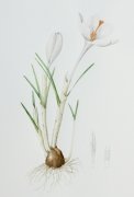 crocus