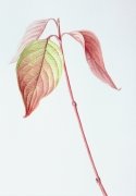 dogwood