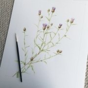 knapweedv1
