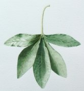 leaf2