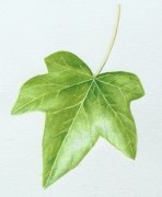 leaf3