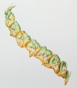 pineapple-study-detail