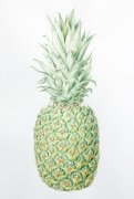 pineapple