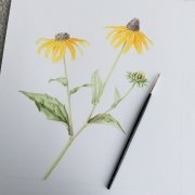rudbekiav1