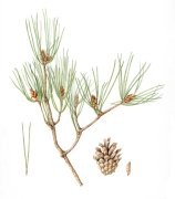 scots-pine