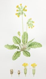 Cowslip