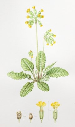 Cowslip