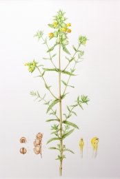 Greater-yellow-rattle