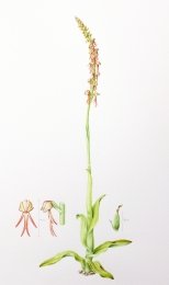 Man-orchid