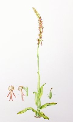 Man-orchid