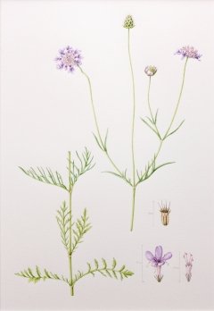 Small-scabious