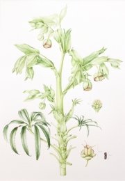 Stinking-hellebore