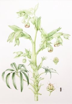 Stinking-hellebore