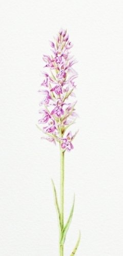 Common-spotted-orchid