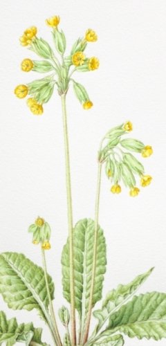 Cowslip