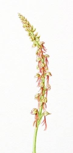 Man-orchid