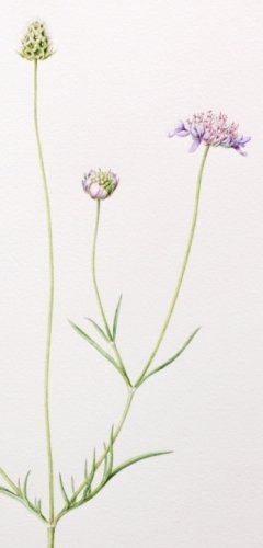 Small-scabious